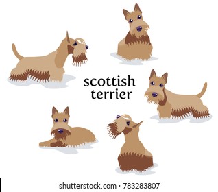 Vector illustration of Scottish Terrier in different poses isolated on white background.