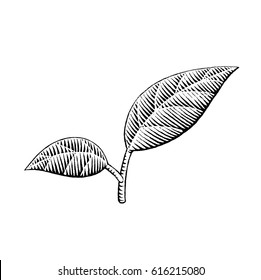 Vector Illustration of a Scratchboard Style Ink Drawing of Leaves