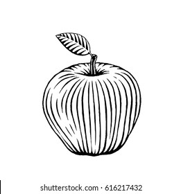 Vector Illustration of a Scratchboard Style Ink Drawing of an Apple