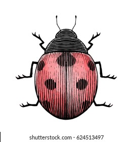 Vector Illustration of a Scratchboard Style Ink and Watercolor Drawing of a Ladybug