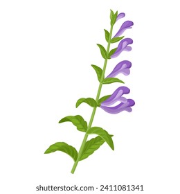 Vector illustration, Scutellaria baicalensis, with common name Baikal skullcap or Chinese skullcap, isolated on white background.