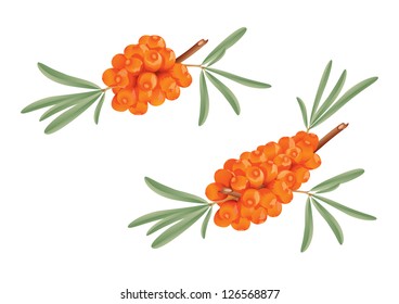 Vector illustration of sea buckthorn branches