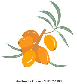 Vector illustration of sea buckthorn bunch with leaves. Doodle flat style Hippophae. Simple concept of healthy tasty ribe orange berries for sticker, print, grocery. Trendy hand drawn vintage design