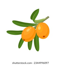 Vector illustration, Sea buckthorn or Hipphophae rhamnoides, isolated on white background.