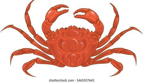 Vector illustration with sea  crab 