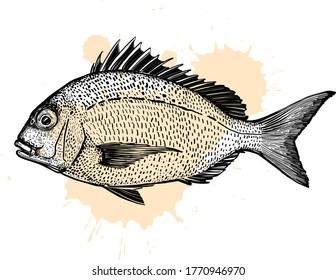 the vector illustration of the sea fish