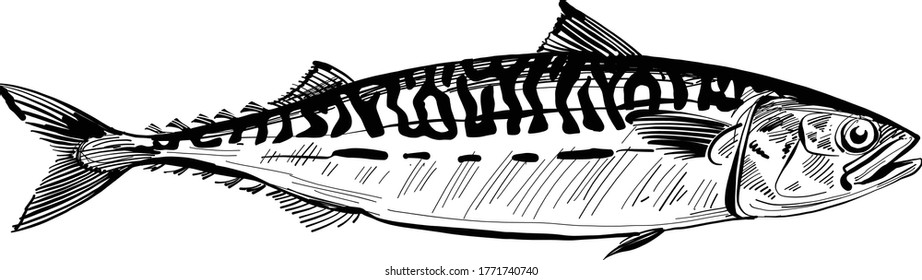 the vector illustration the sea fish