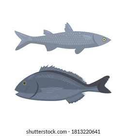 Vector illustration of sea fish and Dorado fish.