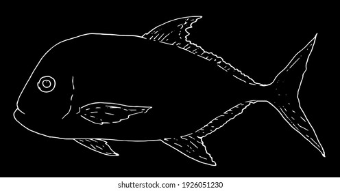 vector illustration of sea fish giant trevally white outline on black background. isolated fishing item, fish menu design template.