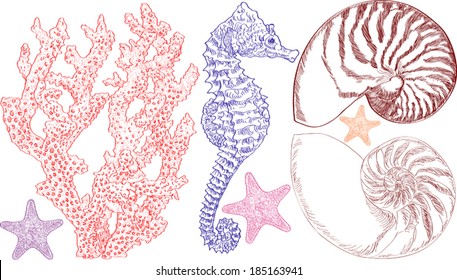 Vector illustration of sea life NOTE: a jpeg version of this image is also available 