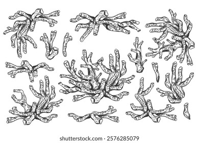 Ilustración vectorial de plantas de coral de mar y océano. Objeto aislado sobre un fondo blanco. Elemento submarino tropical del mundo natural del fondo. Dibujado a mano boceto texturizado sobre fondo aislado