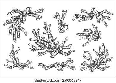 Vector illustration of sea and ocean coral plant. Isolated object on a white background. Tropical underwater element of natural bottom world. Hand drawn textured sketch on isolated background