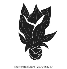 vector illustration of sea onions or sea shells. (Drimia maritimea), a medicinal plant