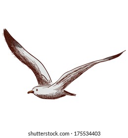 Vector illustration of a sea related object - seagull