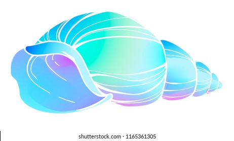 Vector illustration of the sea shell