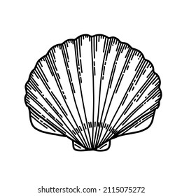 Vector illustration of Sea Shell in line art style. Drawing of Seashell for icon or logo. Sketch of Conch. Black and white colors