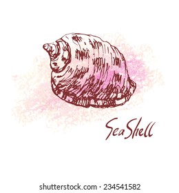 Vector illustration of sea shell on pastel textured spot. Hand drawn vintage sketch. Decorative element or your design isolated on white background. 
