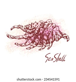 Vector illustration of sea shell on pastel textured spot. Hand drawn vintage sketch. Decorative element or your design isolated on white background. 