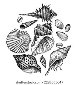 Vector illustration of sea shells in engraving style