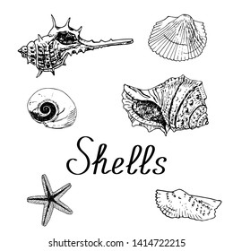 Vector illustration of sea shells.Black and white sketch on white background.