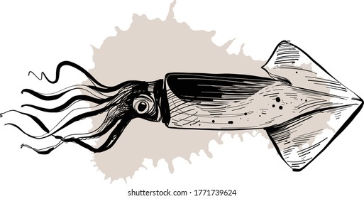 the vector illustration the sea squid