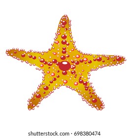 Vector illustration of a sea star on a transparent background