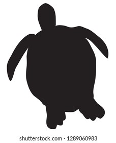 vector illustration of a sea turtle isolated on white background.