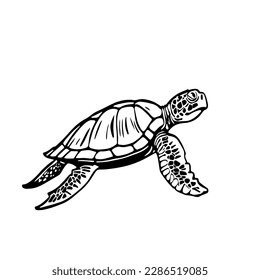 Vector illustration of sea turtle on white background.
