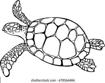 Vector illustration of sea turtle on white background. Perfect for invitations, greeting cards, postcard, fashion print, banners, poster for textiles, fashion design.