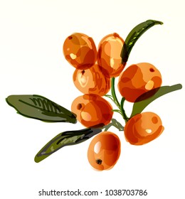 Vector illustration of a sea-buckthorn branch