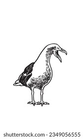 Vector illustration of sea-gull isolated on white,graphical drawing of bird