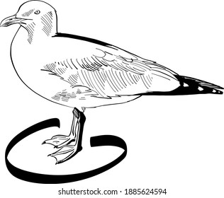 the vector illustration of the seagull on white background