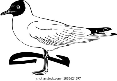 the vector illustration of the seagull on white background