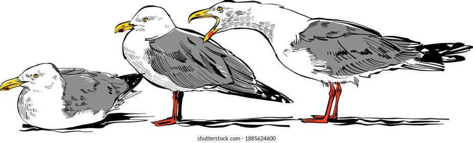 the vector illustration of the seagull on white background