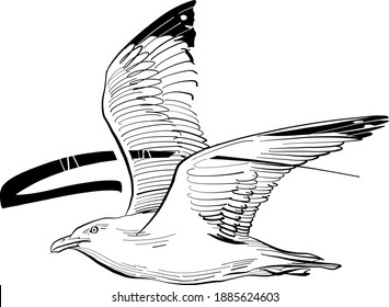 the vector illustration of the seagull on white background