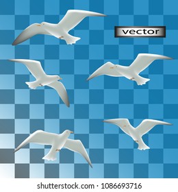 Vector illustration, Seagulls birds set isolated on transparent background, 3D. Flying in the sky seabirds white with black wings, soaring in the air, collection.