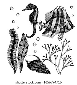 Vector illustration of seahorse, fish, seaweed, shell. Hand drawn ocean fauna. Detailed sketch isolated on white. Wildlife elements for packaging, logo, label, icon.
