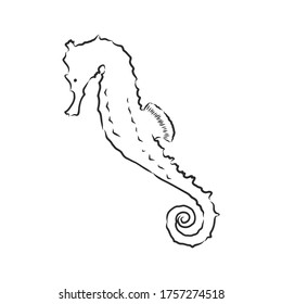 Vector illustration of a seahorse in the old-fashioned style and line-art style. seahorse, vector sketch illustration