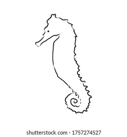 Vector illustration of a seahorse in the old-fashioned style and line-art style. seahorse, vector sketch illustration