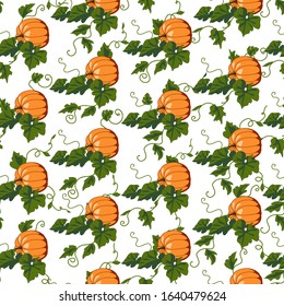 Vector illustration. The seamless pattern with the growing ripe orange pumpkin, guord and green stems, sprouts, leaves on white background. Elements for design.