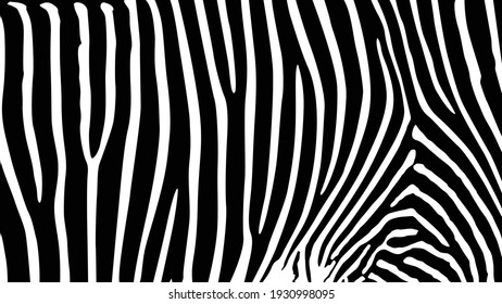 Vector illustration of seamless zebra pattern, Zebra Texture Vector. Black Stripes. Camouflage Background