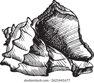 Ilustração vetorial com uma concha. O molusco é desenhado à mão com um forro, caneta de tinta em gráficos em preto e branco. Vintage gravura é adequado para design de embalagem, cartazes, marinho, decoração de praia, cartão