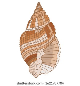 Vector illustration of seashell isolated on white background