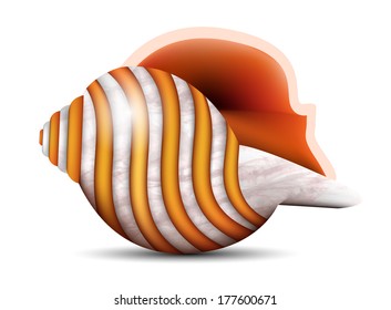 Vector illustration of seashell isolated on white. 