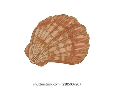 Ilustración vectorial de la concha de mar aislada en fondo blanco
