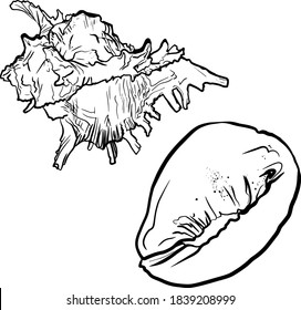 Vector illustration seashell line isolated on a white background. Marine illustration for printing on the menu, icon, logo, template for the designer