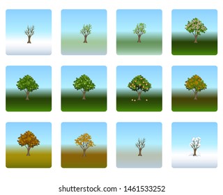 Vector illustration seasons on the example of Apple tree winter spring summer and autumn tree with leaves and without fruit Apple and flowers living and dead
