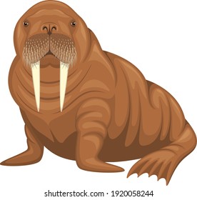 Vector illustration of a seated walrus isolated on a white background.