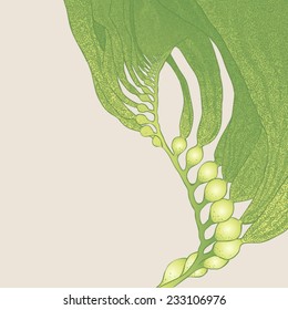 Vector Illustration - Seaweed (kelp)