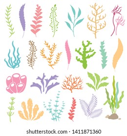  Vector illustration of seaweeds. Sea plants and aquarium seaweed  set. Isolated set on white background. 